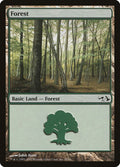 Forest (29)
