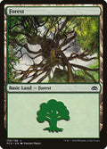Forest (155)